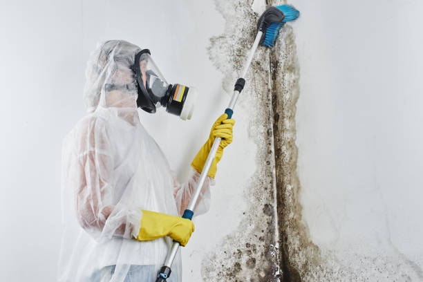 Best Mold Remediation for Schools in Antioch, CA