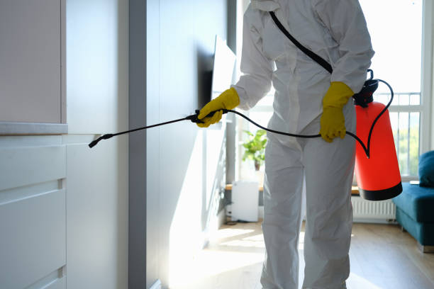 Best Kitchen Mold Remediation in Antioch, CA