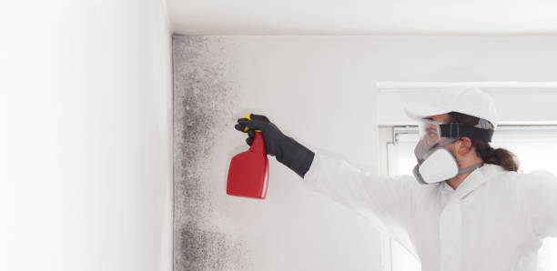 Best Attic Mold Remediation in Antioch, CA