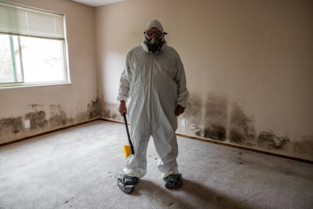 Best DIY Mold Remediation Support Services in Antioch, CA