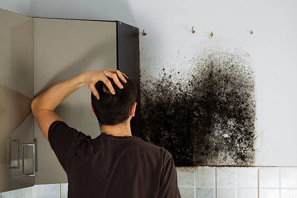 Best Black Mold Remediation in Antioch, CA