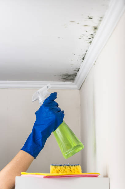 Best Bathroom Mold Remediation in Antioch, CA